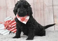 Freddy, a male Labradoodle for sale in Downing, MO – Photo 6 of 8