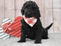 Freddy, a male Labradoodle for sale in Downing, MO – Photo 2 of 8