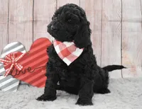 Freddy, a male Labradoodle for sale in Downing, MO – Photo 3 of 8