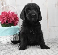 Annie, a female Labradoodle for sale in Downing, MO – 2 of 8