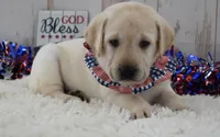 Fletch, a male Labrador Retriever for sale in Downing, MO – 5 of 8