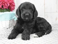 Annie, a female Labradoodle for sale in Downing, MO – 7 of 8