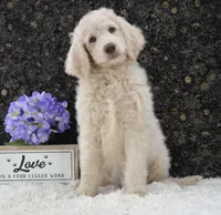 Daisy, a female Goldendoodle for sale in Downing, MO – 4 of 7