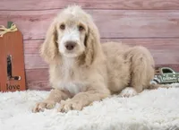Dante, a male Goldendoodle for sale in Downing, MO – 6 of 8