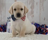 Frankie, a male Labrador Retriever for sale in Downing, MO – 8 of 9