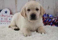 Fido, a male Labrador Retriever for sale in Downing, MO – 3 of 8
