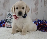 Finn, a male Labrador Retriever for sale in Downing, MO – 5 of 8