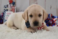 Frankie, a male Labrador Retriever for sale in Downing, MO – 7 of 9