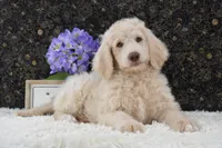 Daisy, a female Goldendoodle for sale in Downing, MO – 7 of 7