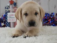 Flint, a male Labrador Retriever for sale in Downing, MO – 8 of 8