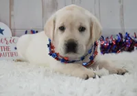 Faith , a female Labrador Retriever for sale in Downing, MO – 3 of 8