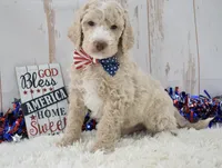 Lenny, a male Goldendoodle for sale in Downing, MO – 4 of 8