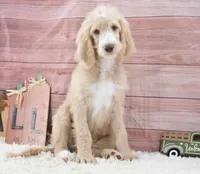 Dante, a male Goldendoodle for sale in Downing, MO – 4 of 8