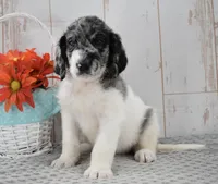 Ava, a female Labradoodle for sale in Downing, MO – 8 of 8