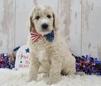 Liam, a male Goldendoodle for sale in Downing, MO – 3 of 8
