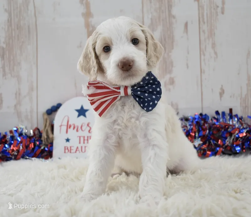 Lady – Goldendoodle puppy for sale in Downing, MO