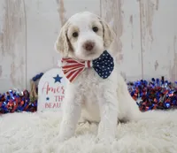 Lady, a female Goldendoodle for sale in Downing, MO – 1 of 8