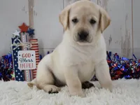 Frida, a female Labrador Retriever for sale in Downing, MO – 8 of 8