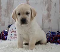 Fido, a male Labrador Retriever for sale in Downing, MO – 6 of 8