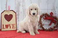 Kade, a male Goldendoodle for sale in Downing, MO – Photo 8 of 8