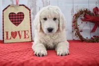 Kade, a male Goldendoodle for sale in Downing, MO – Photo 3 of 8