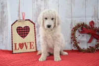 Kade, a male Goldendoodle for sale in Downing, MO – Photo 1 of 8