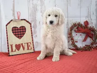 Kade, a male Goldendoodle for sale in Downing, MO – Photo 7 of 8