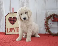 Kade, a male Goldendoodle for sale in Downing, MO – Photo 5 of 8