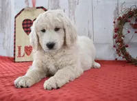 Kade, a male Goldendoodle for sale in Downing, MO – Photo 4 of 8