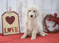 Kade, a male Goldendoodle for sale in Downing, MO – Photo 6 of 8