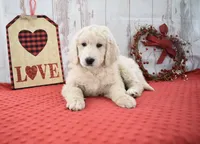 Kade, a male Goldendoodle for sale in Downing, MO – Photo 2 of 8