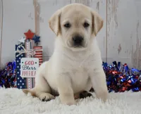 Frida, a female Labrador Retriever for sale in Downing, MO – 7 of 8