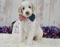 Lady, a female Goldendoodle for sale in Downing, MO – 5 of 8