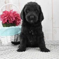 Annie, a female Labradoodle for sale in Downing, MO – 6 of 8