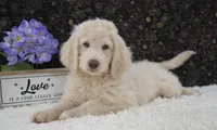 Daisy, a female Goldendoodle for sale in Downing, MO – 2 of 7