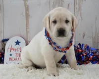 Faith , a female Labrador Retriever for sale in Downing, MO – 1 of 8