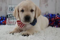 Finn, a male Labrador Retriever for sale in Downing, MO – 7 of 8