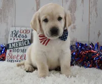 Finn, a male Labrador Retriever for sale in Downing, MO – 2 of 8