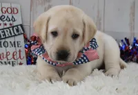 Fletch, a male Labrador Retriever for sale in Downing, MO – 7 of 8