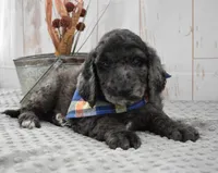 Auggie, a male Labradoodle for sale in Downing, MO – 3 of 8