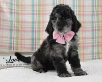 Aurora , a female Labradoodle for sale in Downing, MO – 7 of 8