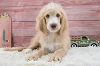 Dante, a male Goldendoodle for sale in Downing, MO – 3 of 8