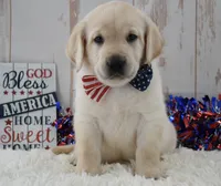 Finn, a male Labrador Retriever for sale in Downing, MO – 1 of 8