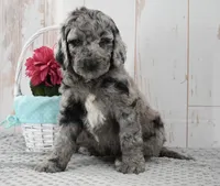 Allie, a female Labradoodle for sale in Downing, MO – 7 of 9