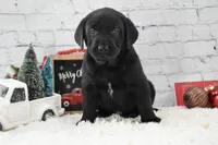 Jack, a male Labrador Retriever for sale in Downing, MO – Photo 1 of 6
