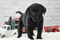 Jack, a male Labrador Retriever for sale in Downing, MO – Photo 4 of 6