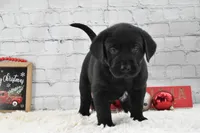 Jack, a male Labrador Retriever for sale in Downing, MO – Photo 2 of 6