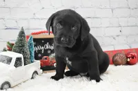 Jack, a male Labrador Retriever for sale in Downing, MO – Photo 5 of 6