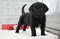 Jack, a male Labrador Retriever for sale in Downing, MO – Photo 6 of 6