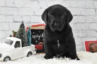Jack, a male Labrador Retriever for sale in Downing, MO – Photo 3 of 6